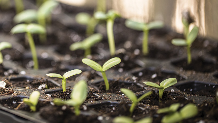 The Top Young Plant Growers for 2018, and the Issues Facing Them -  Greenhouse Grower