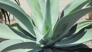 2. Agave (1,835,178 posts)