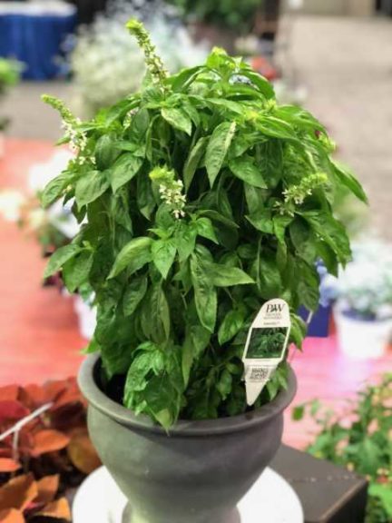 ‘Amazel’ Basil (Proven Winners)