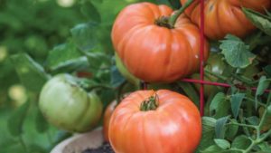 United Fresh Offers New Resource for Training Your Staff