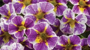 How Proven Winners Hit a Milestone in Consumer Impressions in 2018