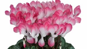 Cyclamen 'Indiaka' (Morel Diffusion))
