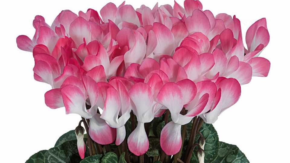 Cyclamen 'Indiaka' (Morel Diffusion))