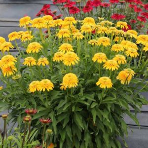 Echinacea ‘CARA MIA’ Yellow (Terra Nova Nurseries)