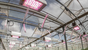 New Research Project Targets Light, Biocontrols Relationship in the Greenhouse