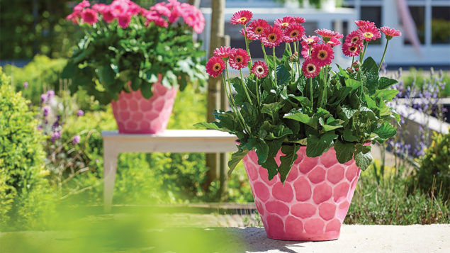 Growing Tips for Garvinea Gerbera Daisy From Costa Farms - Greenhouse ...