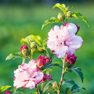 Hibiscus ‘Danica’ (Alpha Nursery)