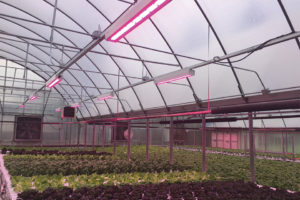 HortiLED Top (PL Light Systems)