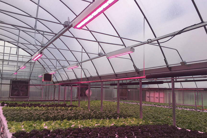 HortiLED Top (PL Light Systems)