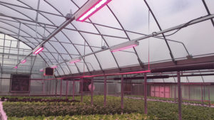 The Latest Innovations in Greenhouse Lighting
