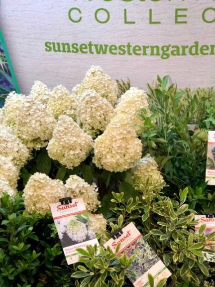 Hydrangea p. ‘White Wedding’ (Sunset Plants)
