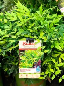 Nandina ‘Lemon Lime’ (Sunset Plants/Fisher Farms, LLC)