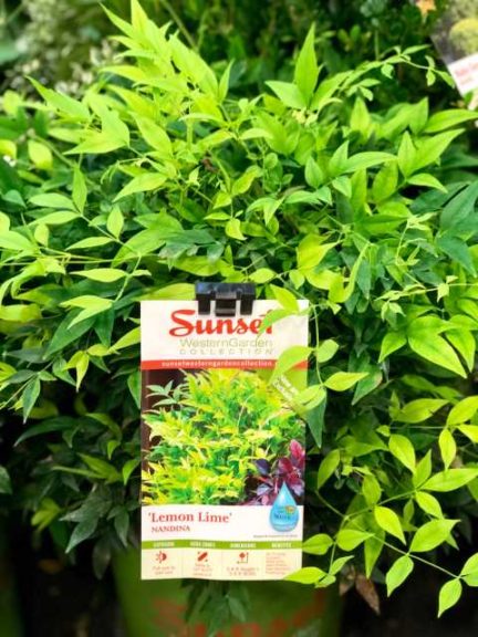 Nandina ‘Lemon Lime’ (Sunset Plants/Fisher Farms, LLC)