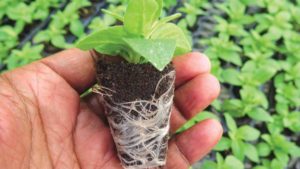 New Technology Facilitates Uniform Rooting of Growing Media