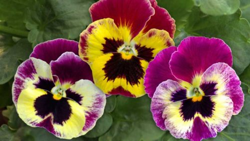 How Biostimulants Can Increase Ornamental Plant Health and Quality