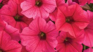 Petunia Supertunia Series (Proven Winners)
