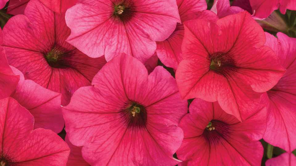 Petunia Supertunia Series (Proven Winners)