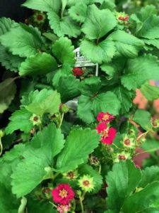 Strawberry ‘Berried Treasure’ (Proven Winners)