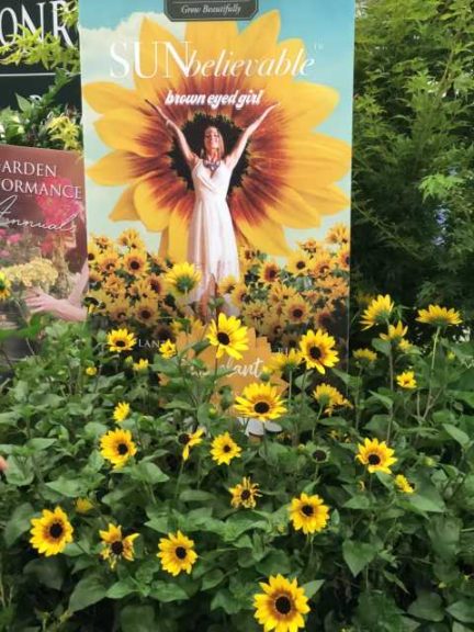 ‘Sunbelievable’ Sunflower (Monrovia)