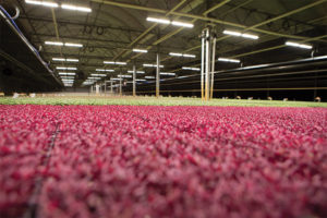 VYPRx PLUS (Fluence Bioengineering)