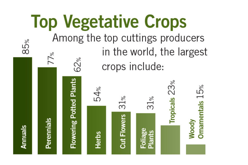 Top Cuttings Producers