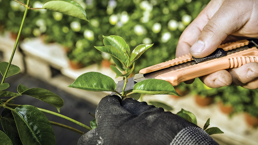 6. Tips on Successful Handling and Propagation of Cuttings