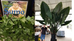 15 New Plants and Products for Landscape Growers