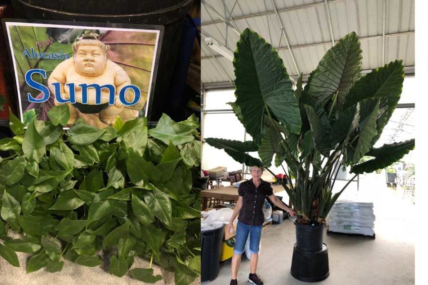 Alocasia ‘Sumo’ (Agri-Starts)