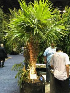 Zombia antillarum ‘Zombie’ Palm (Botanics Wholesale)