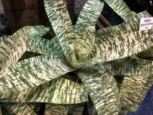 Bromeliad vriesea ospinae gruberii ‘Ice’ (Bullis Bromeliads)