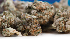 5 Quick Breeding and Phenotyping Takeaways for Cannabis Growers