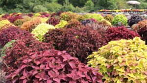 Biostimulants: Where, When, and How in Ornamentals