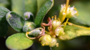 Tips on Managing Dodder in Greenhouses