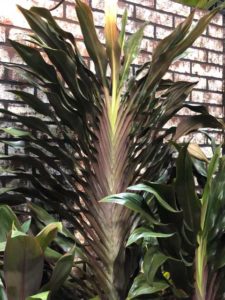 Cordyline fruticosa ‘Singapore Twist’ (Excelsa Gardens)