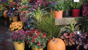 How You Can Program Perennials to Match Demand