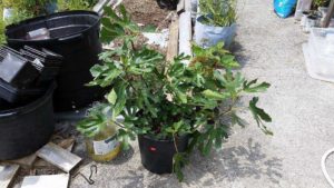 Southern Living Plant Collection Ficus caria Fig ‘Little Miss Figgy’ (Plant Development Services, Inc.)