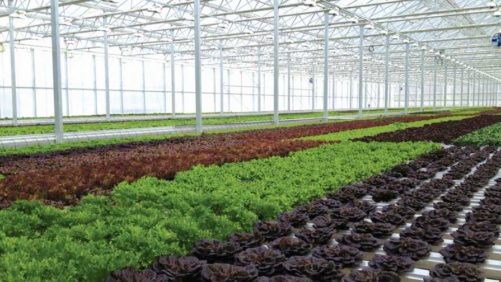 Great Lakes Growers to Add 80,000 Square Feet of Herbs, Leafy Greens Production