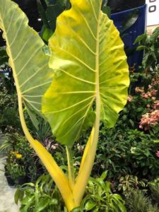 Alocasia lutea (Greendale Nursery)