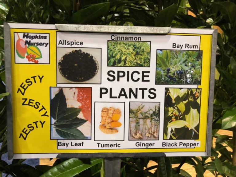 Spice Plant Collection (Hopkins Tropical Fruit Nursery)