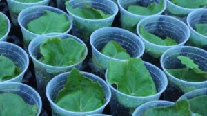 Dümmen Orange Uses Bioassay Assessments to Improve Begonia Stock