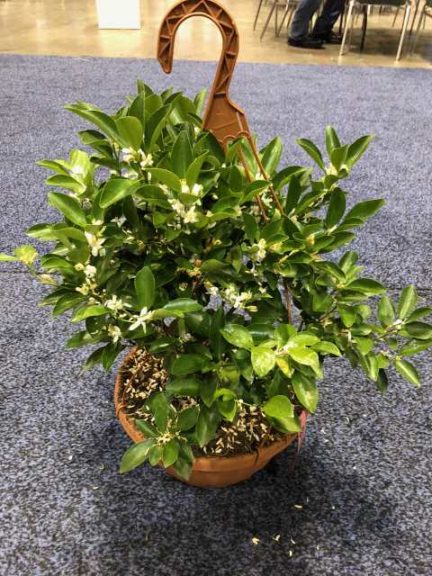 Citrus in Hanging Baskets (Record Buck Farms)