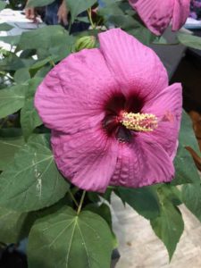 Hardy Hibiscus moscheutos ‘Head Over Heals’ Series (Star Roses & Plants)