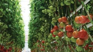 Vineland Researchers Tackling Automation, Greenhouse Tomatoes, Thrips, and More