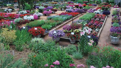 Allan Armitage on Why Trials Are Critical in Perfecting Plants