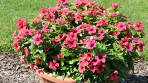 New Annuals That May Interest Gardeners in 2019