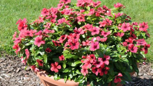 New Annuals That May Interest Gardeners in 2019