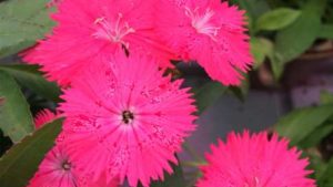 Edible Flowers May Be Your Next New Market