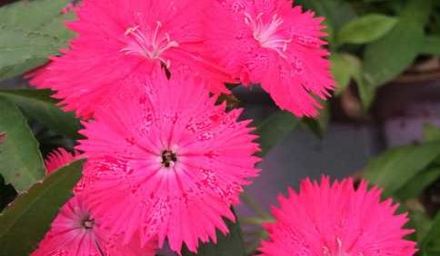 Edible Flowers May Be Your Next New Market