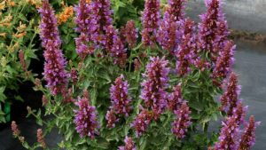 Agastache Poquito Dark Blue 