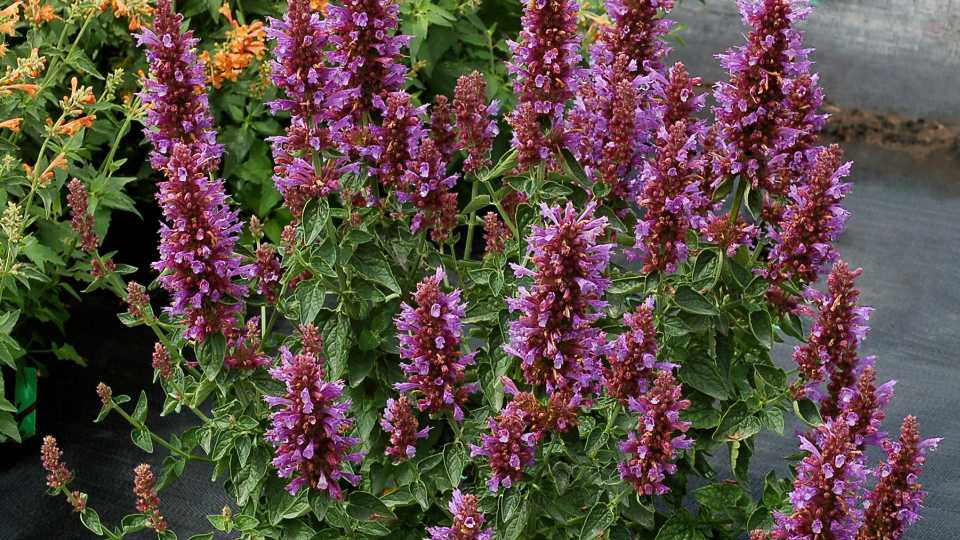 Agastache Poquito Dark Blue 